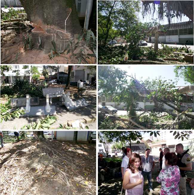 arvore cortadas